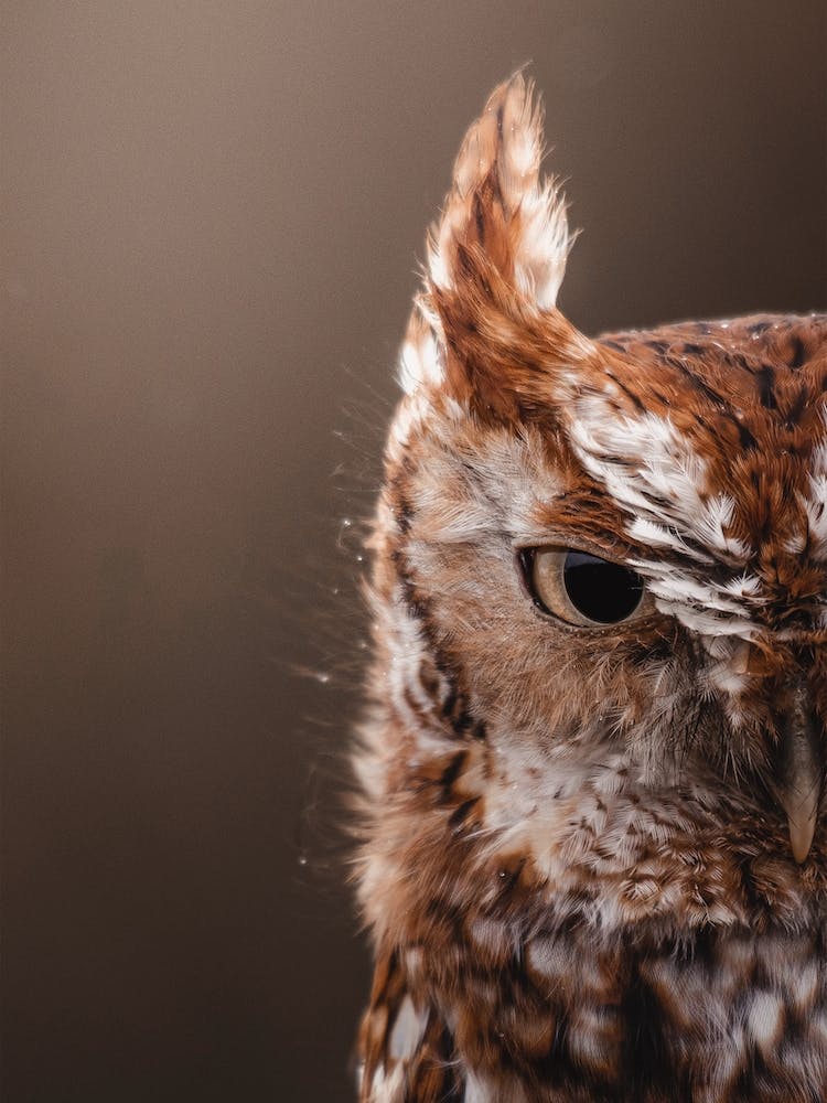 Screech Owl Profile