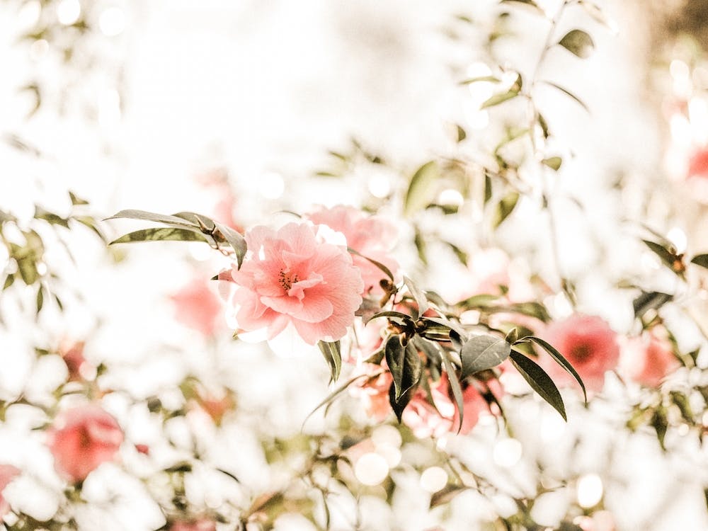 Pink Flower Branches
