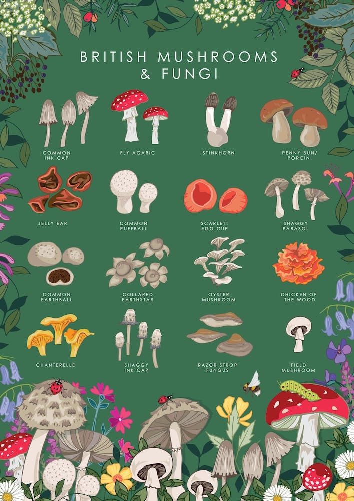 British Mushrooms And Fungi