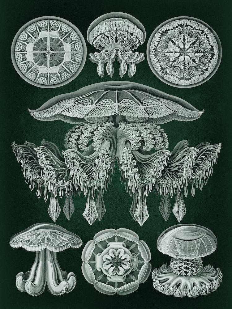 Vintage Haeckel 8 Tafel 88 Scheibenquallen