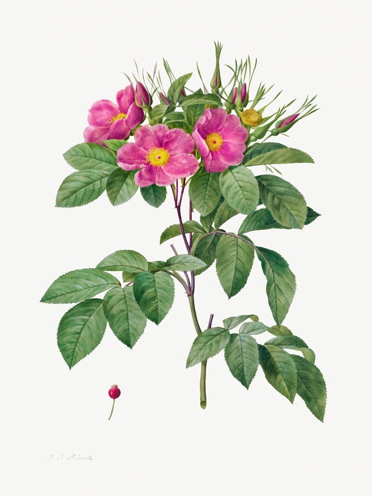 Pasture Rose (Rosa Carolina Corymbosa) (1817–1824), Pierre Joseph Redoute
