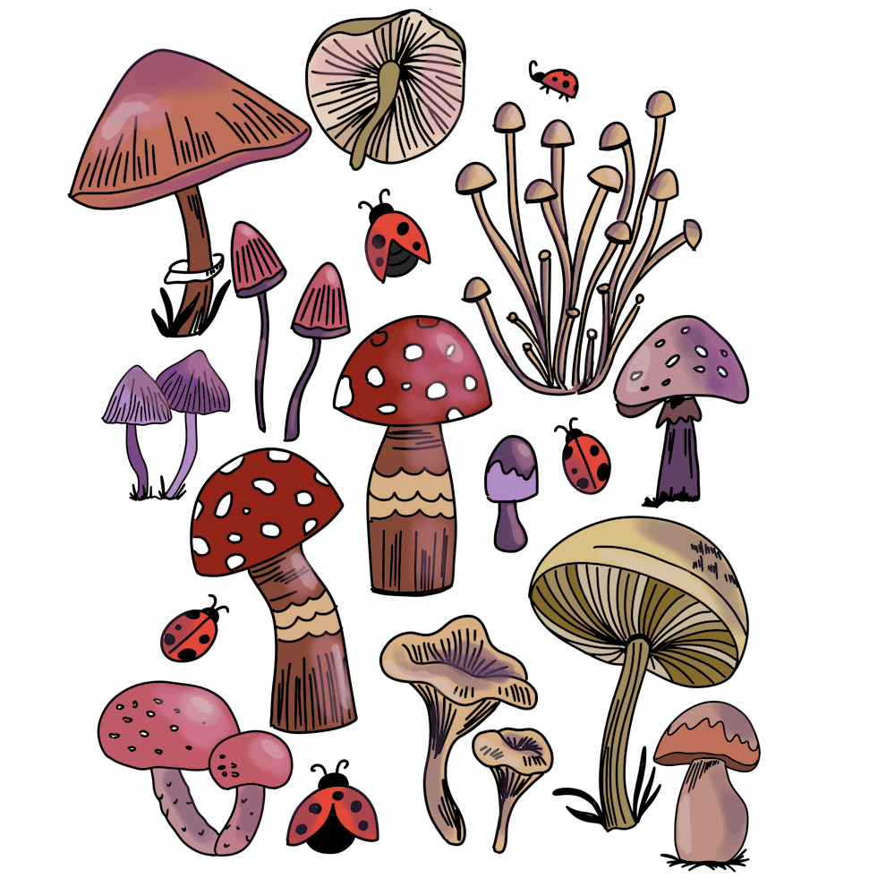 Red Mushrooms Woodland