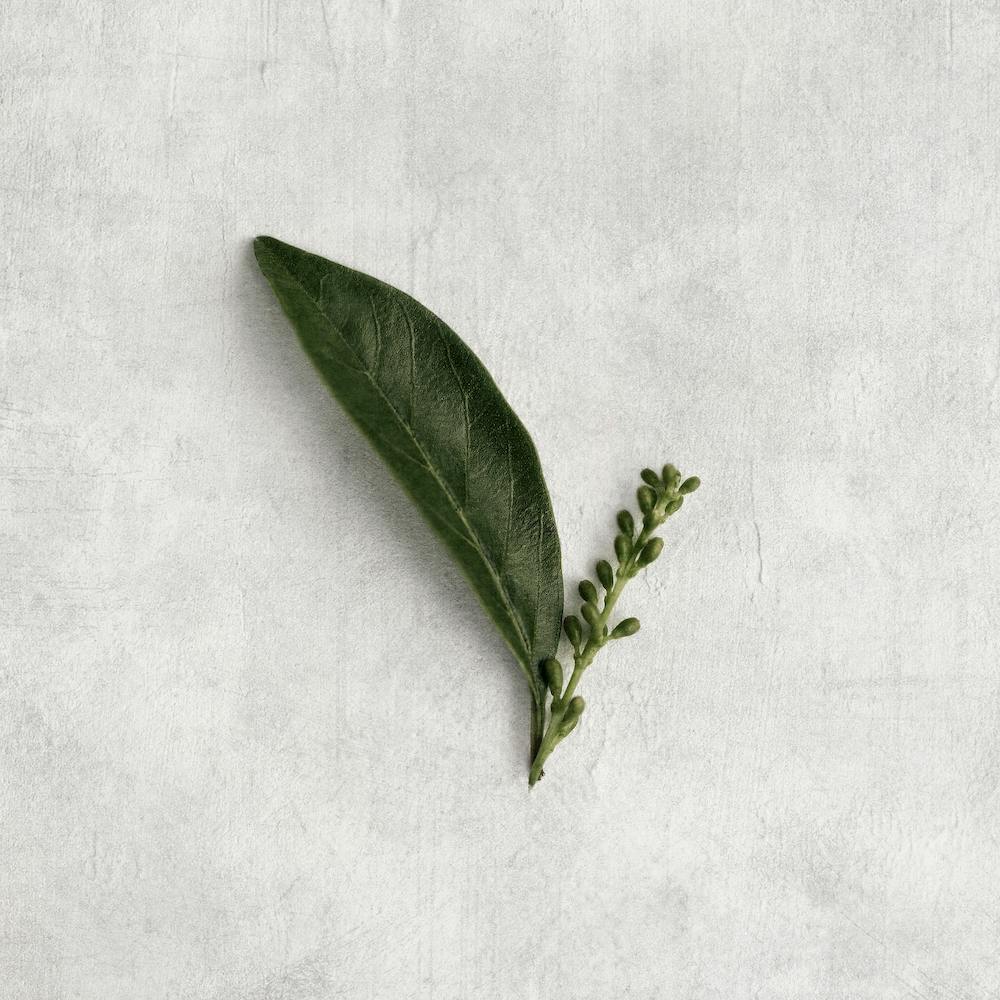 Minimal Leaf Square