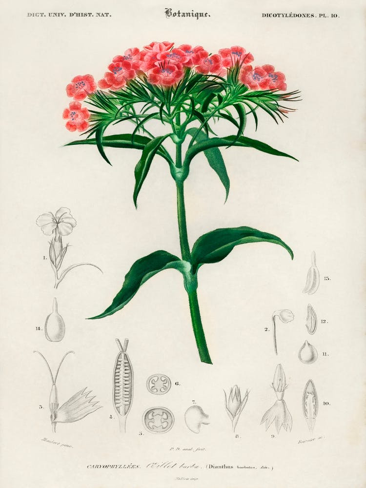 Sweet William (Dianthus Barbatus), Charles Dessalines D' Orbigny