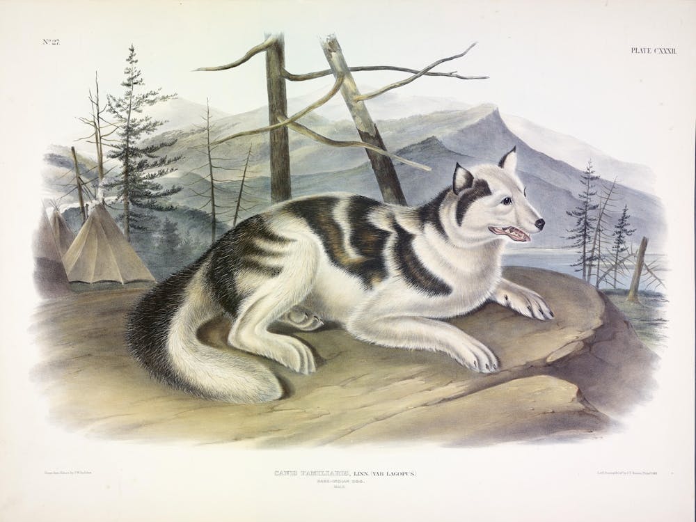 Hare Indian Dog, John James Audubon