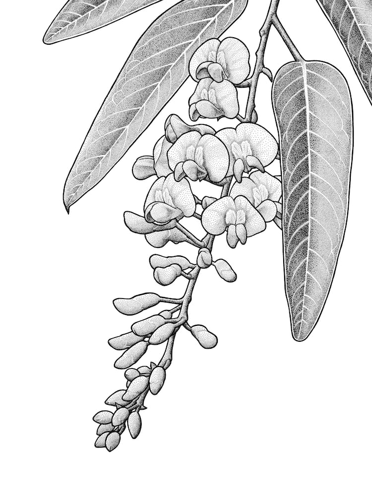 Hardenbergia