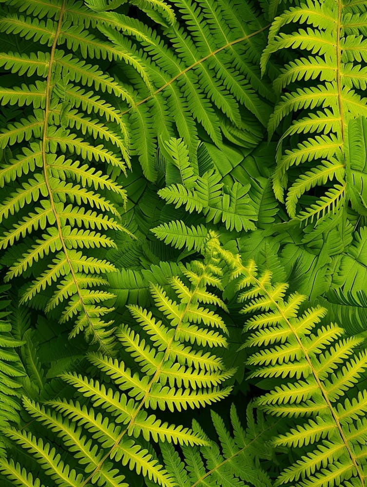Pattern Poster Leatherleaf Fern 4