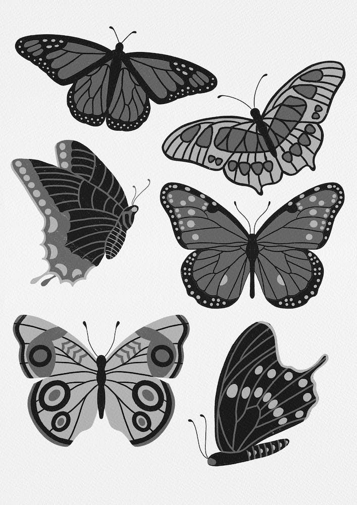 Texas Butterflies   Black And White