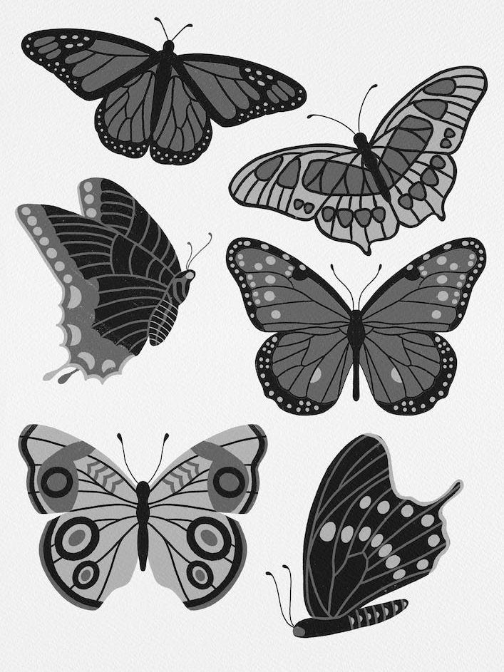 Texas Butterflies   Black And White