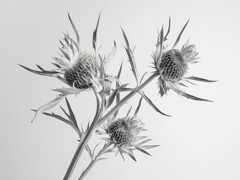 Thistle