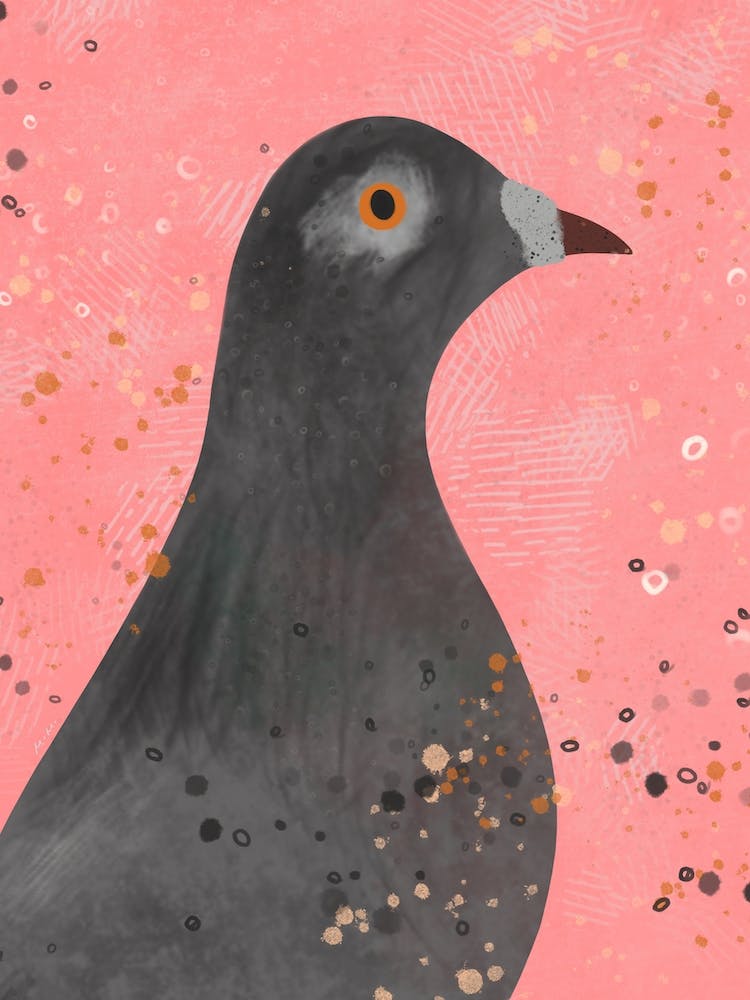 Pigeon