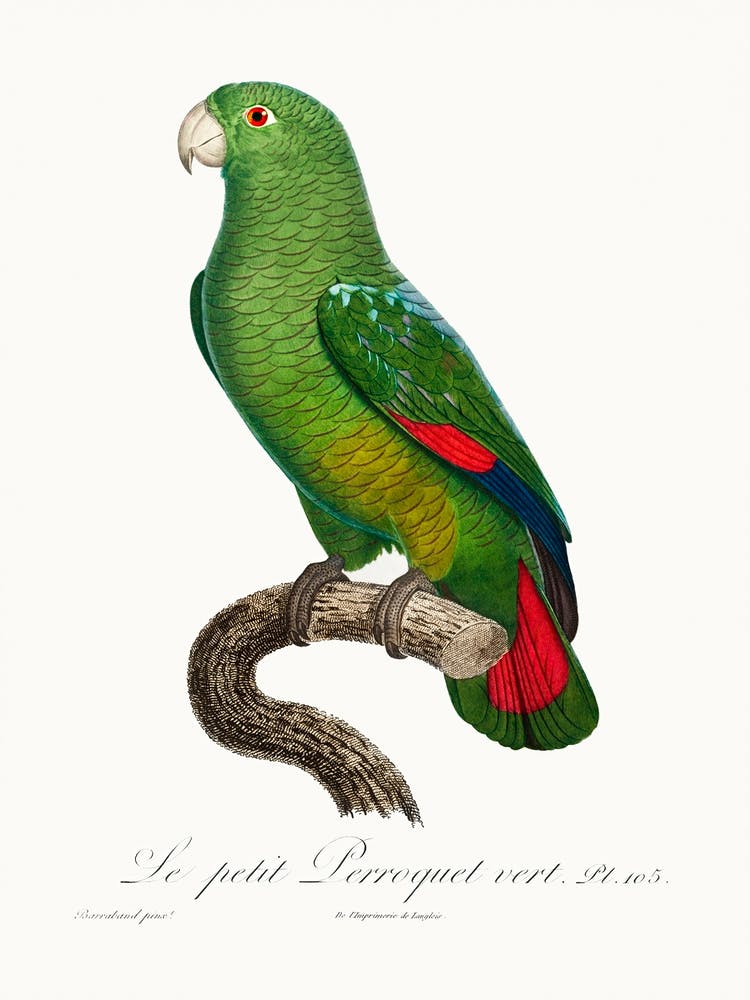 The Black Billed Amazon, From Natural History Of Parrots, Francois Levaillant