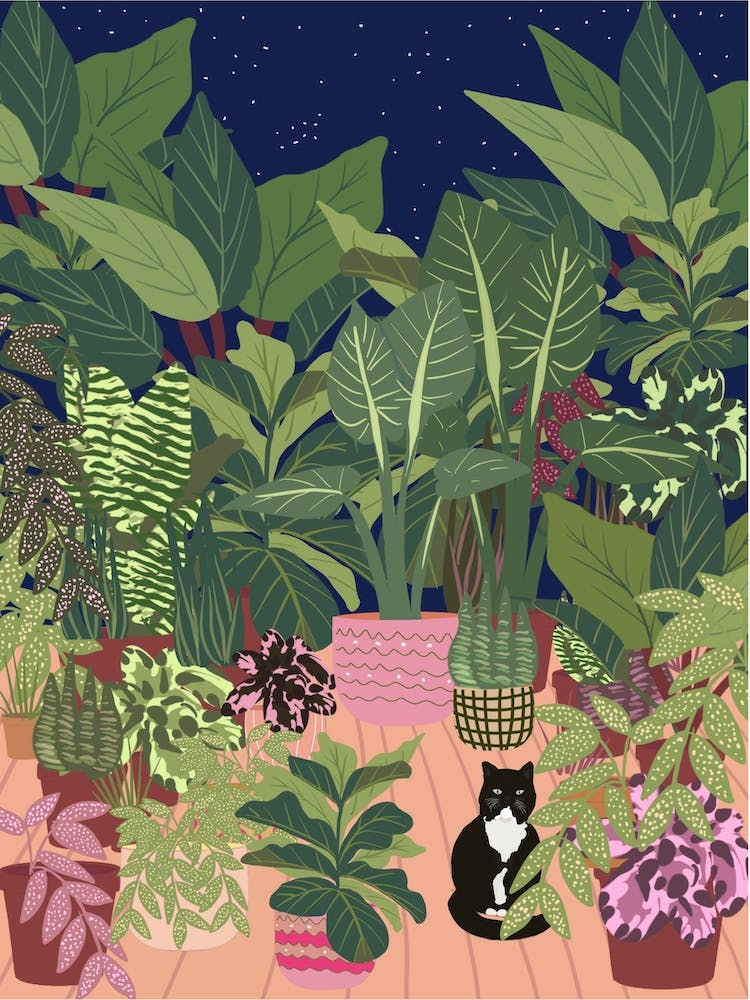 Black Cat And Plants In The Night