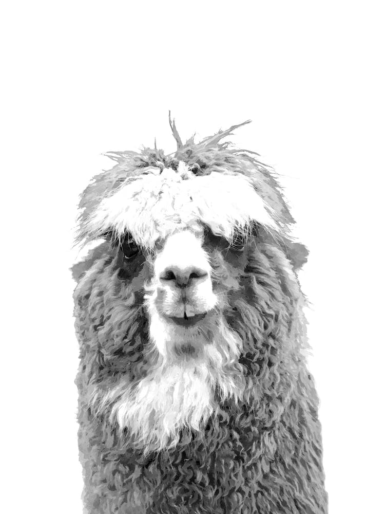 Black and White Alpaca Illustration