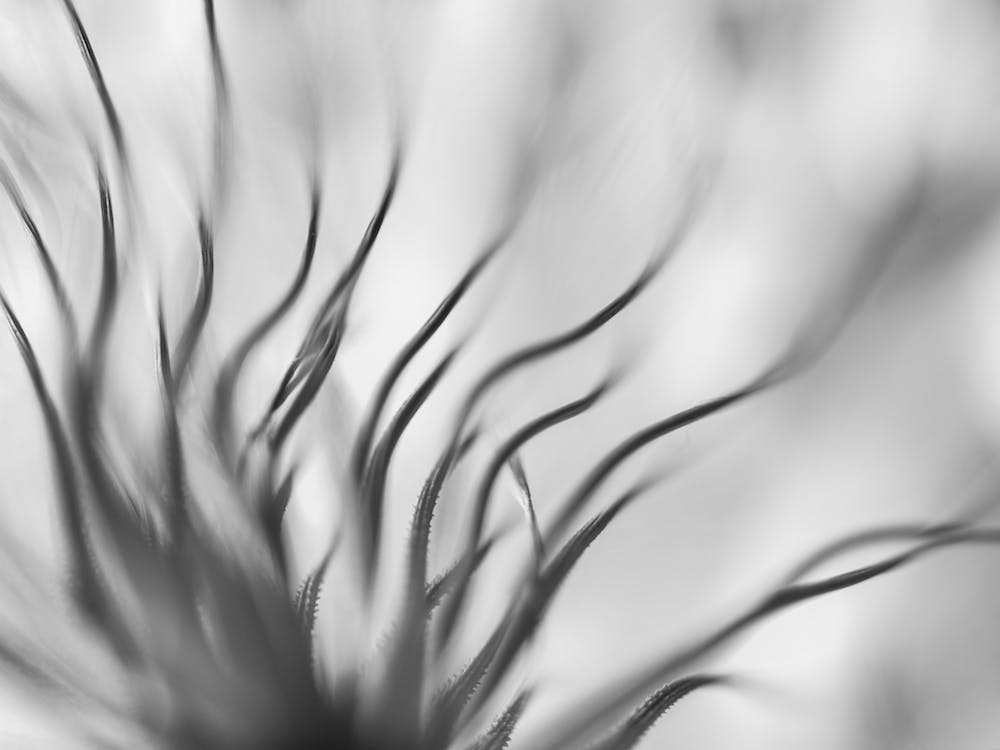 Wavy Botanics