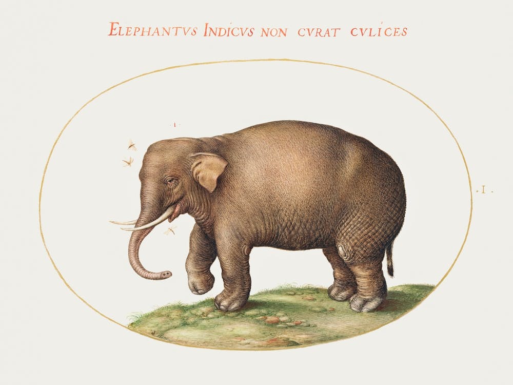 Elephant With Insects (1575–1580, Joris Hoefnagel