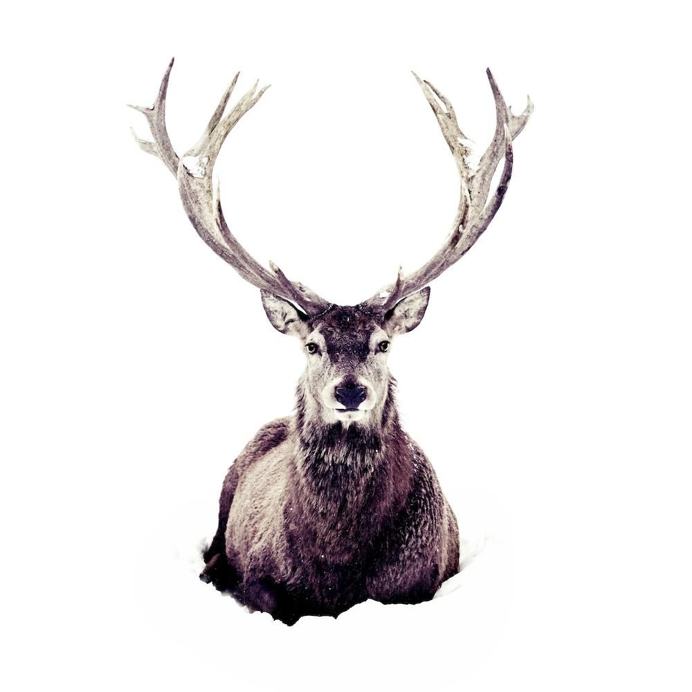 Stag In Snow 3 Square