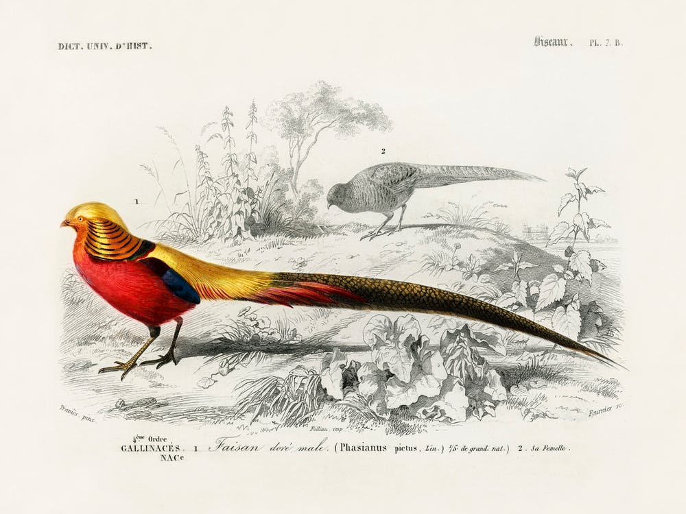 Male Golden Pheasant, Charles Dessalines D'Orbigny