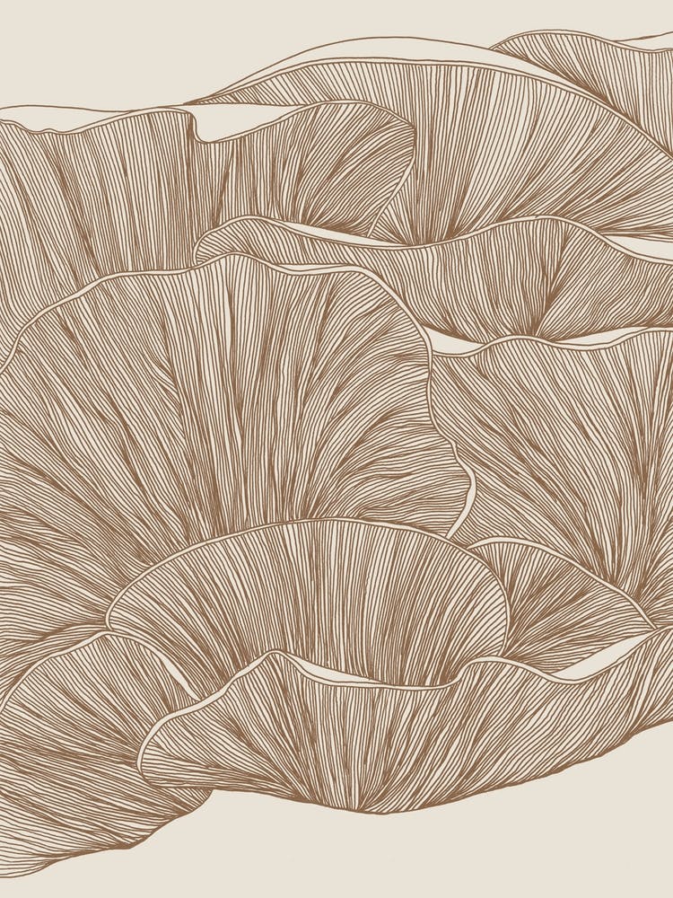 Oyster Mushrooms