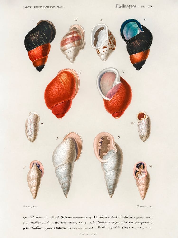 Different Types Of Mollusks, Charles Dessalines D'Orbigny 10
