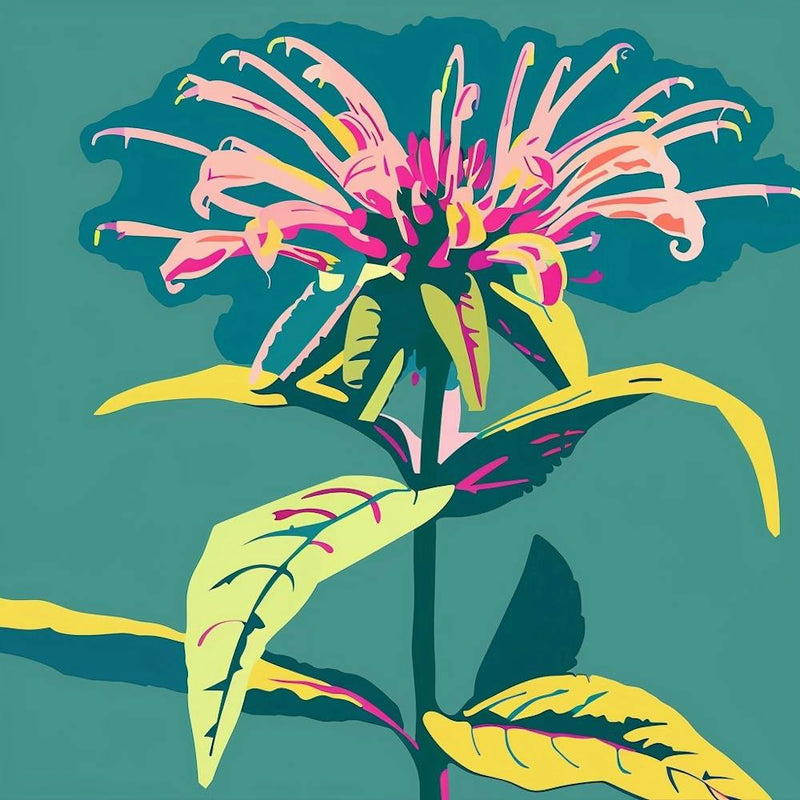 Bee Balm 2 Square Flower Illustration