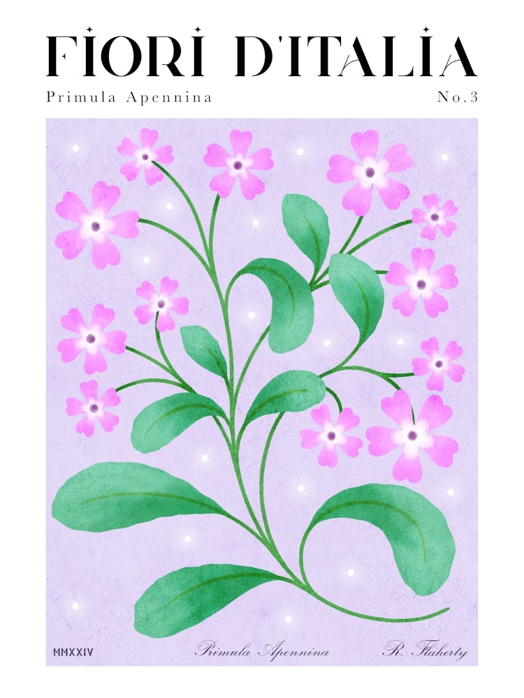 Italienische Flora: Primula Apennina / Alpenprimel