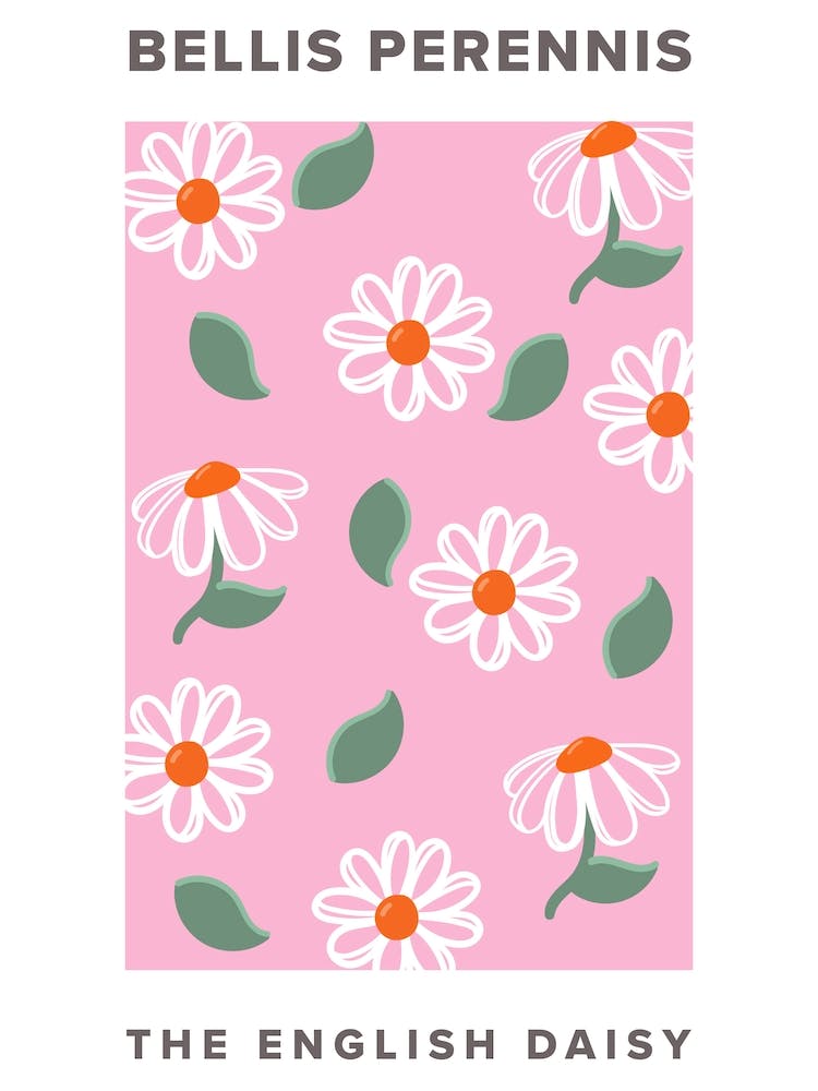 The English Daisy