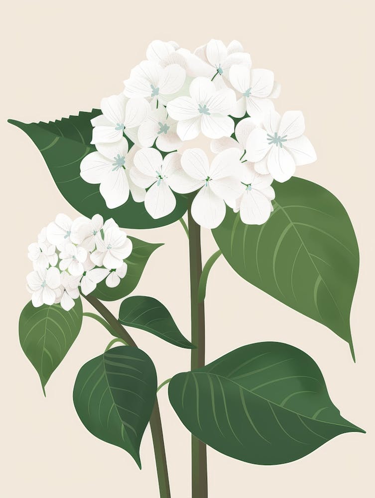 Hydrangea 12