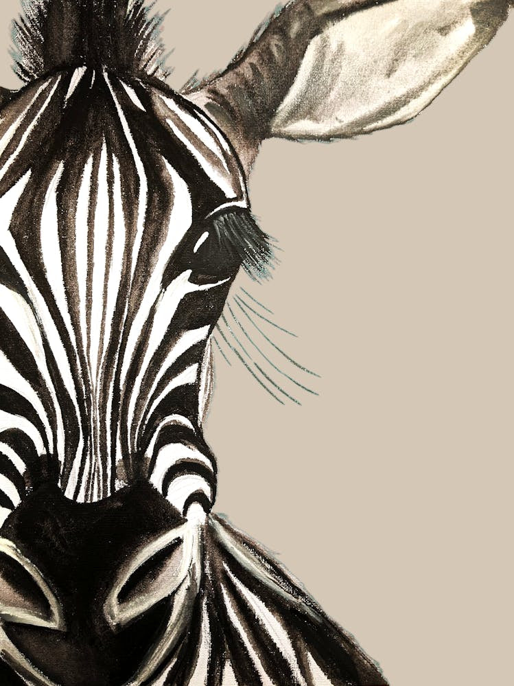 Zebra Animal Watercolour Illustration