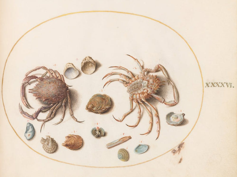 Animalia Aqvatilia Et Cochiliata (1575 1580), Joris Hoefnagel (5)