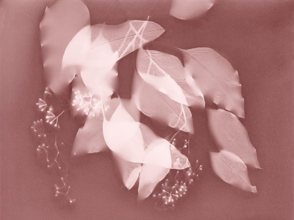 Dusty Rose Leaves