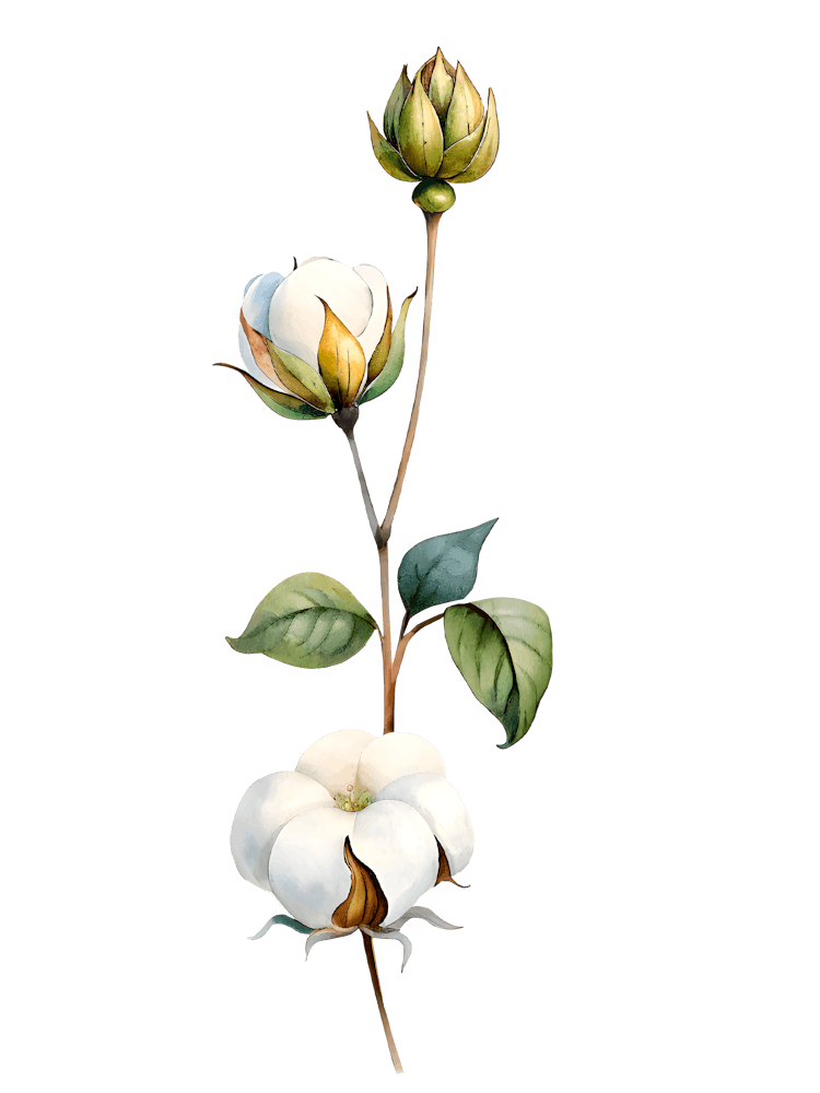 Baumwollblüte 7