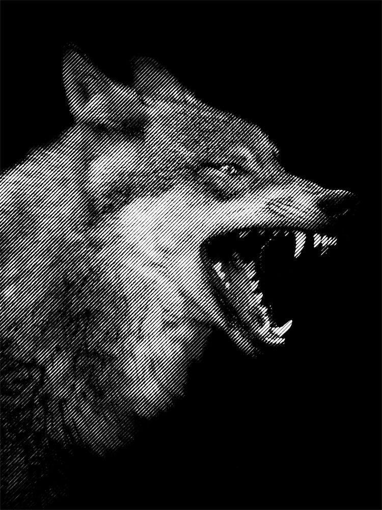 Wolf in Line Art