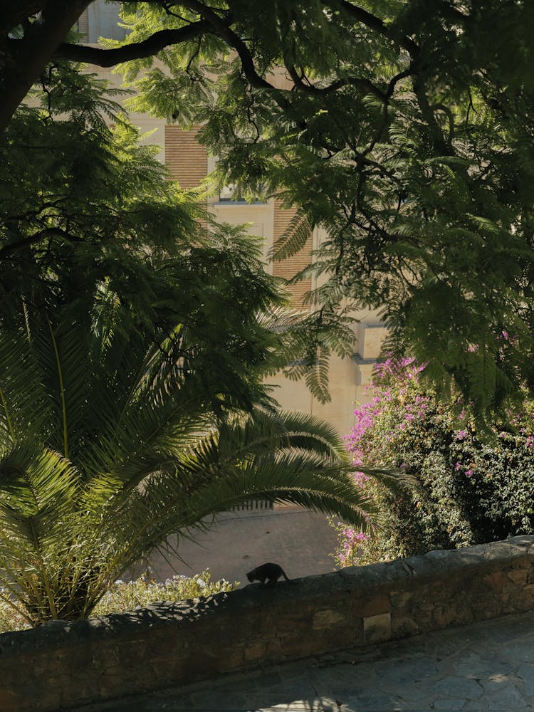 Cat in the shade