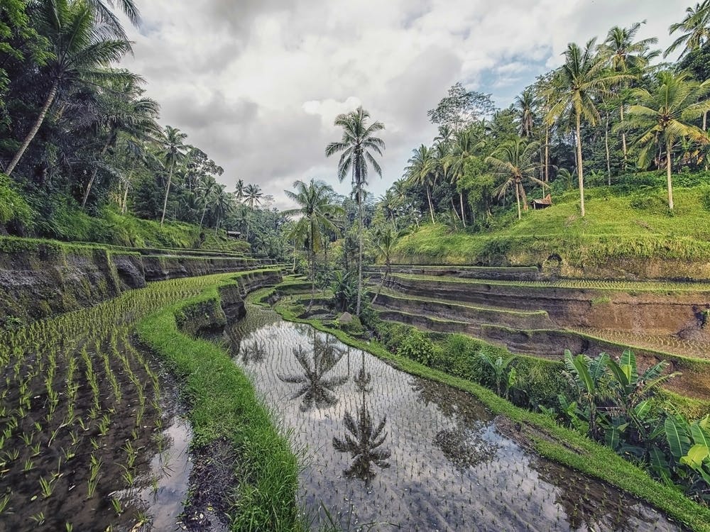 Rice Terraces In Bali