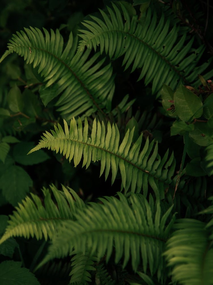 Ferns III
