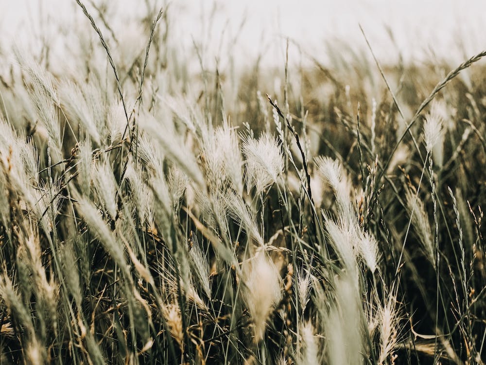 Farm Field