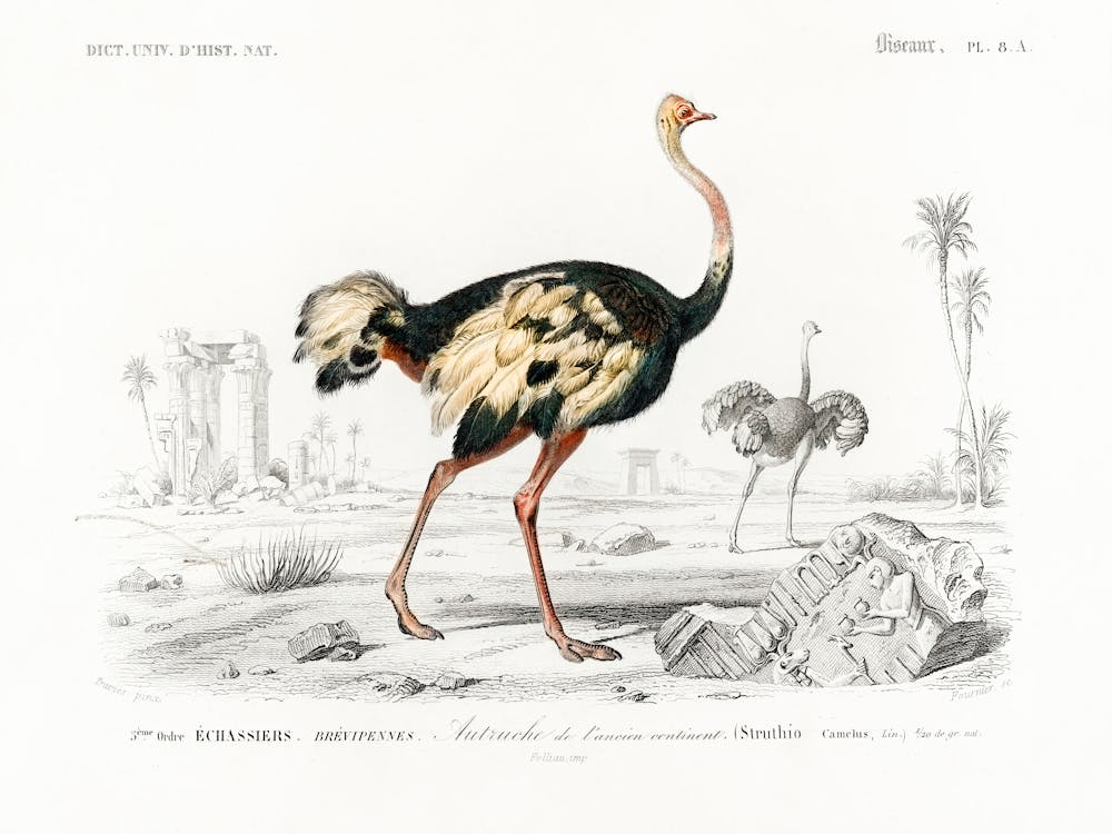 Struthio (Autruche De Lancien Continent), Charles Dessalines D'Orbigny