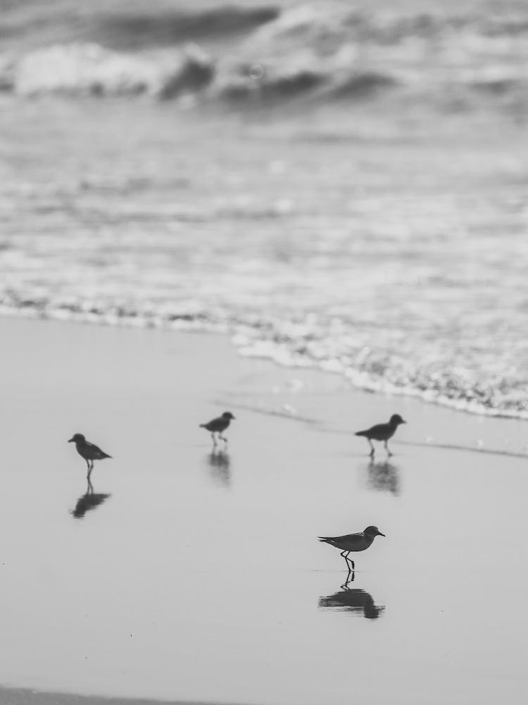 Birds On The Beach