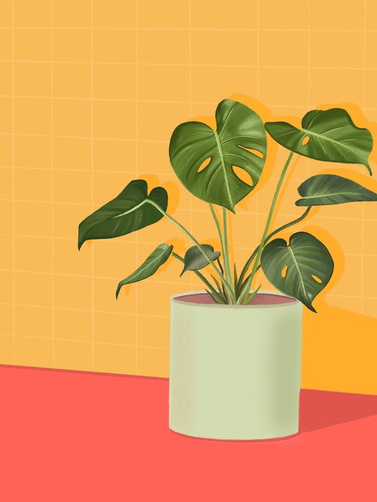 Cheese Plant 
