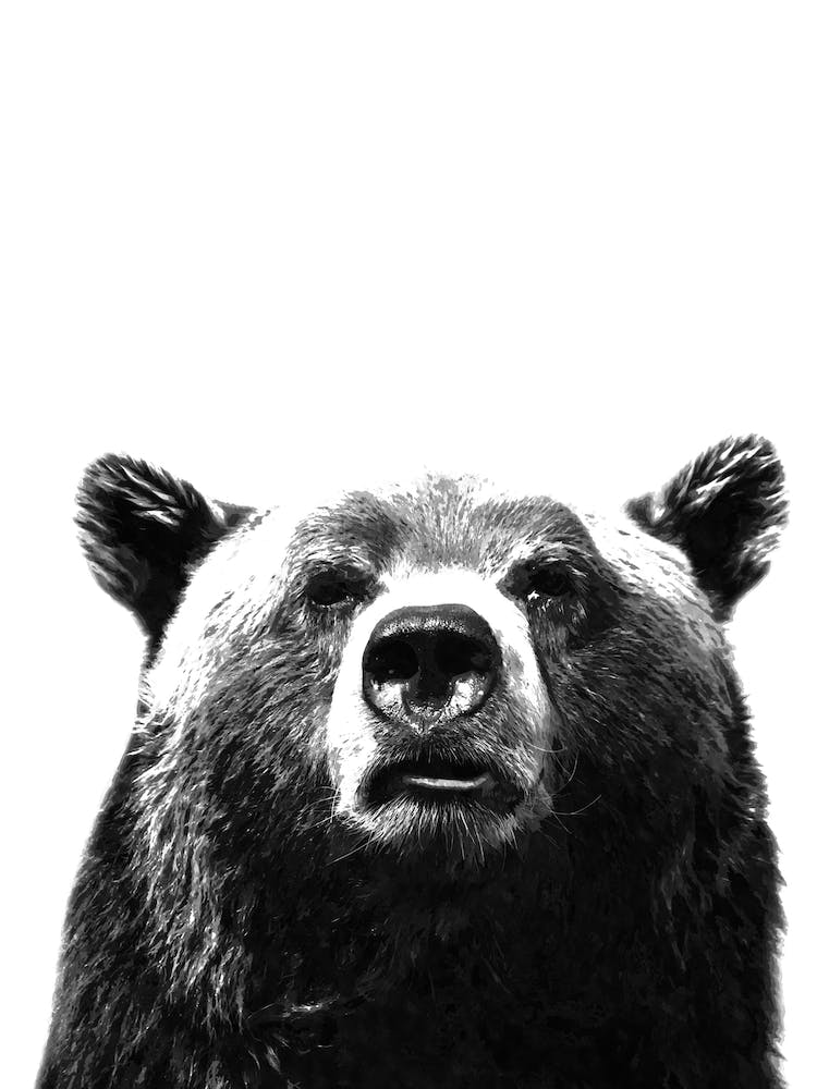 Black and White Bear