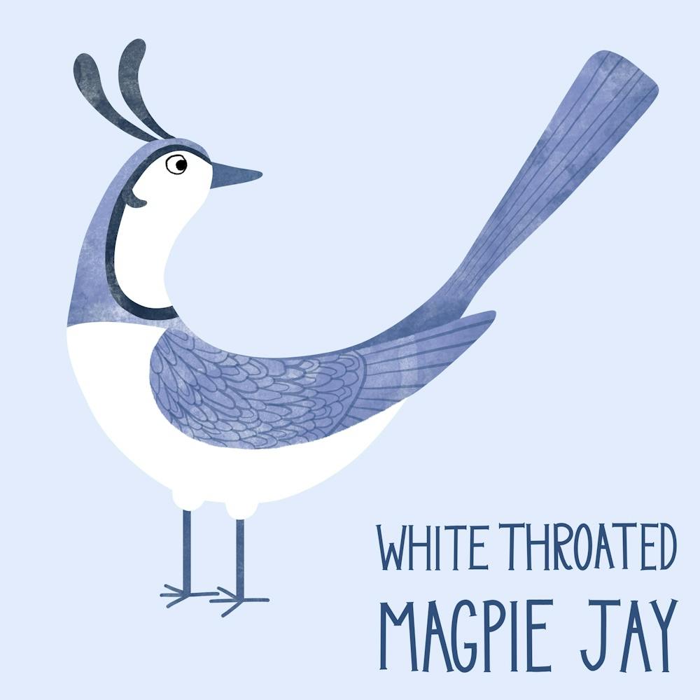 White Throated Magpie Jay Bird