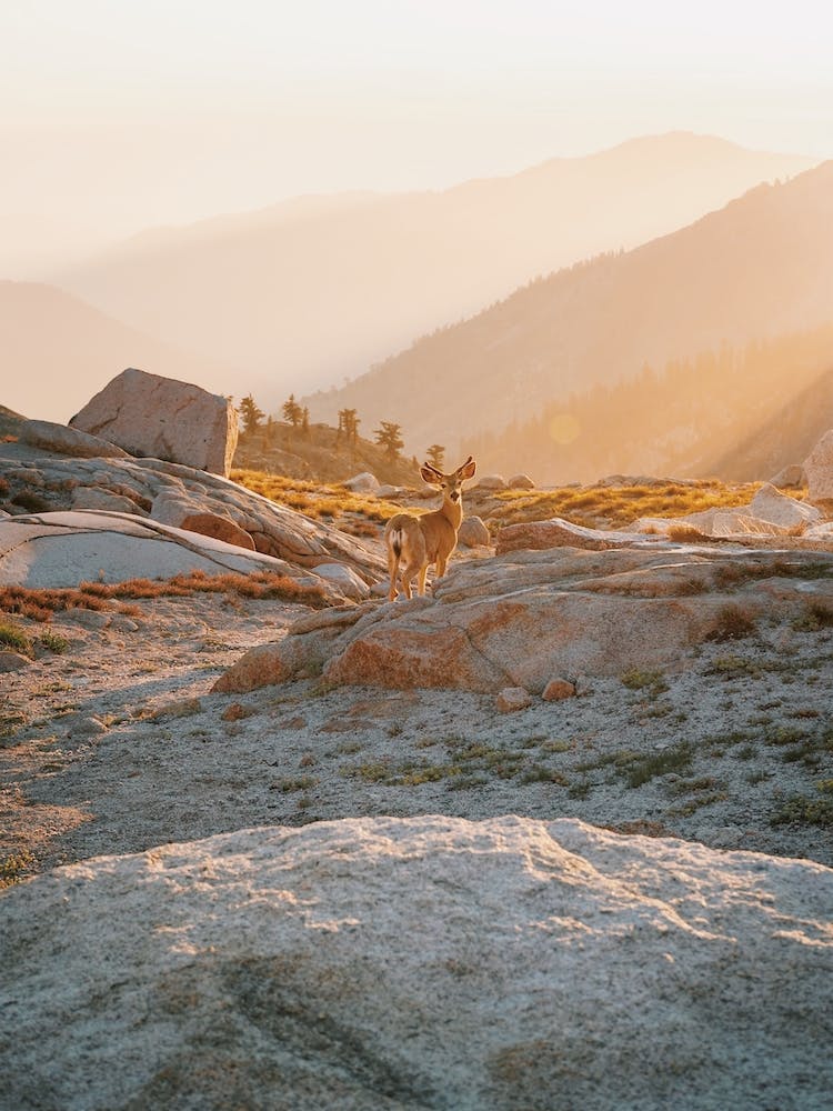Mule Deer Sunset