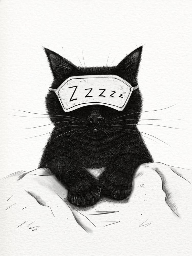 Sleeping Black Cat