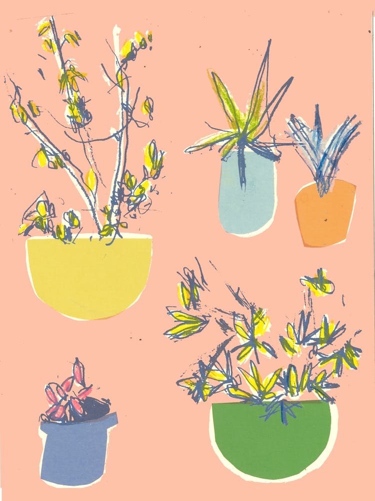 Plants On The Terrace