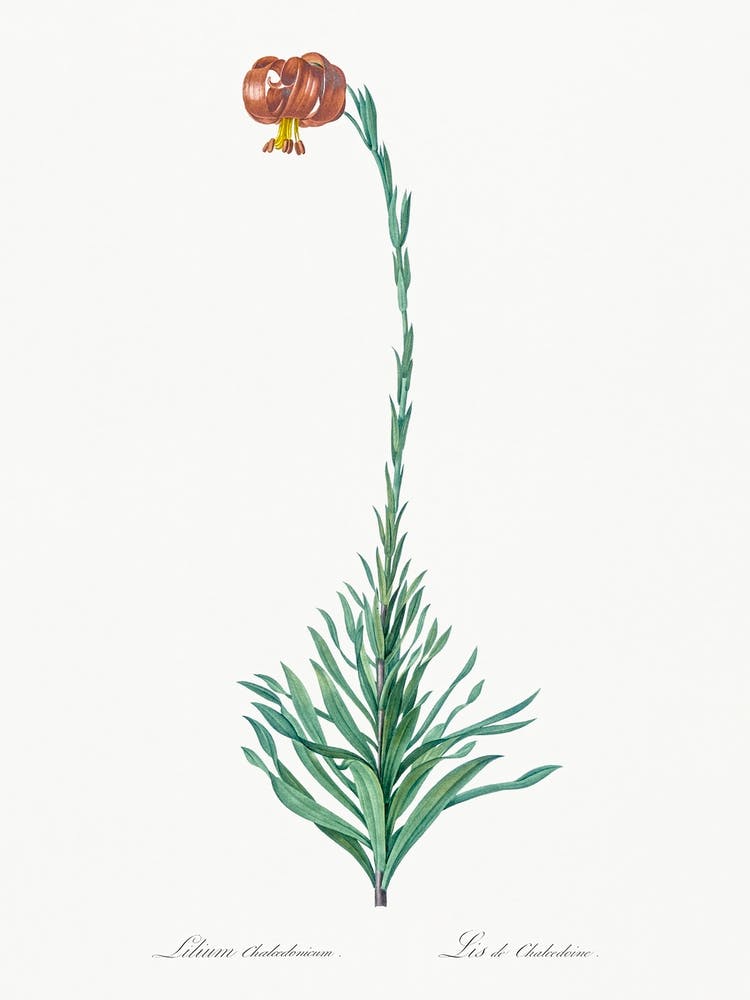 Scarlet Martagon Lily Illustration From Les Liliacées (1805), Pierre Joseph Redoute