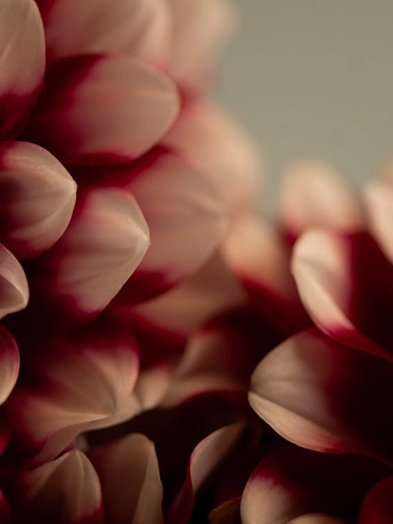 Moody and dark fall or winter dahlia's in red - botanical nature photography by Christa Stroo Photography