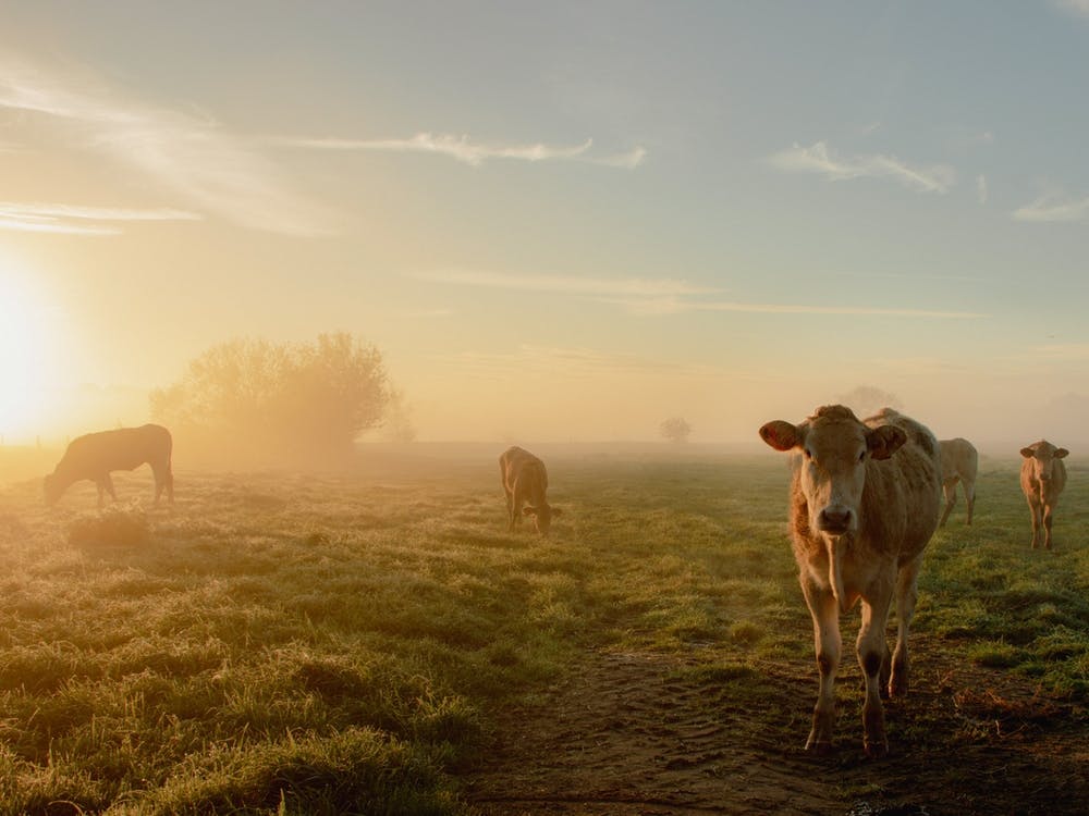 Glowing Sunrise with the Cows