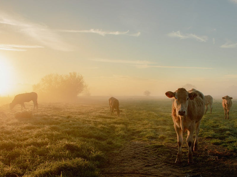 Glowing Sunrise with the Cows