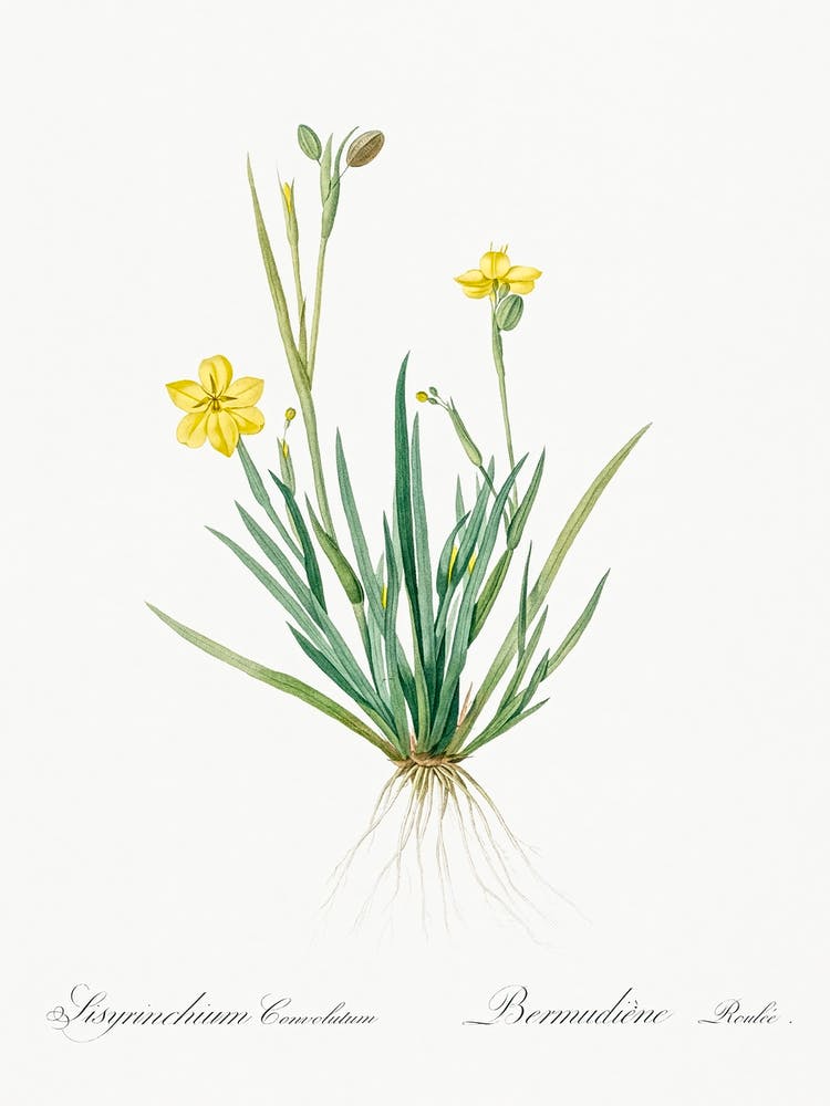 Yellow Eyed Grass Illustration From Les Liliacées (1805), Pierre Joseph Redoute